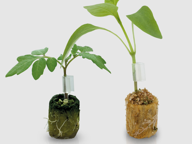 Rootstock
