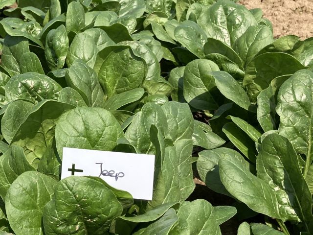 Lizard F1 Untreated Spinach Seeds | Osborne Hybrid Farm Seed