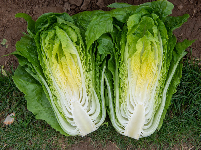 Romaine Lettuce Adicamp