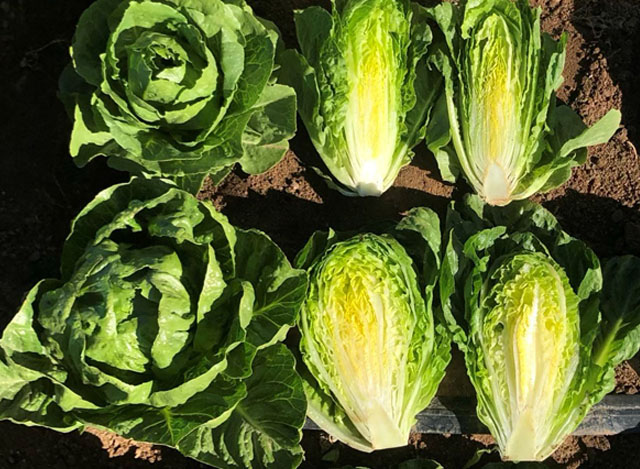 lettuce Loveberg