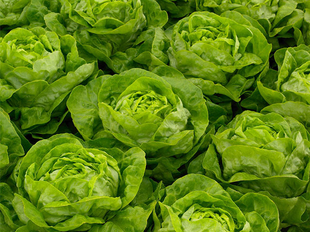 Lettuce butterhead FX1308