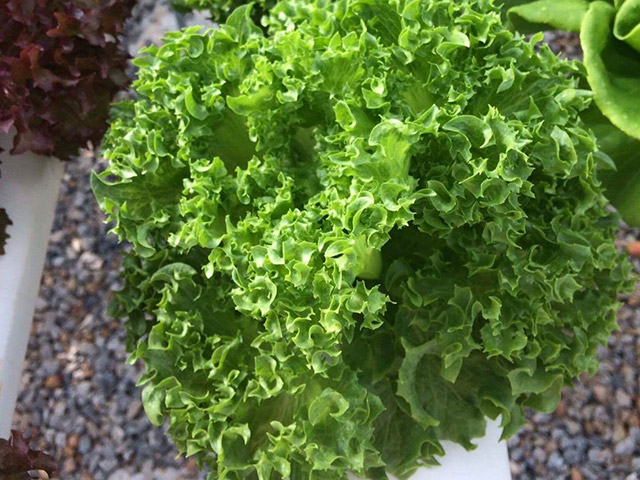 Crispy Lettuce Cristabel Crispy Lettuce Cristabel