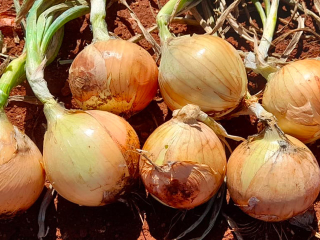 Onion short day Gabriella F1