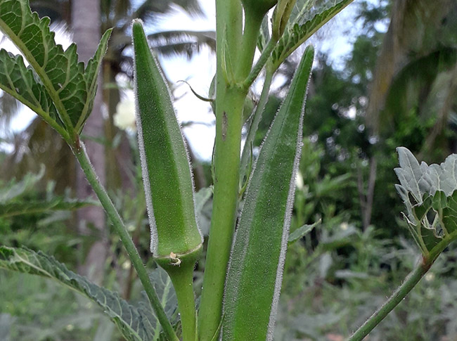 Okra Major Green on the vine