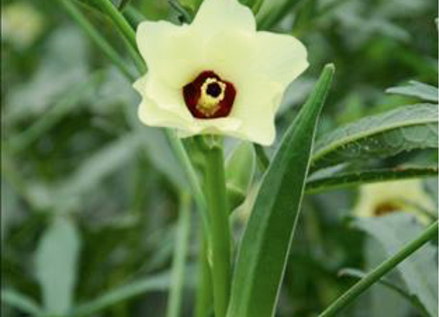 Okra Saloni with a flower
