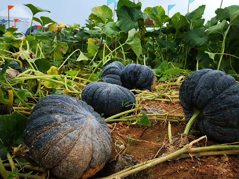 Pumpkin Empress in the field