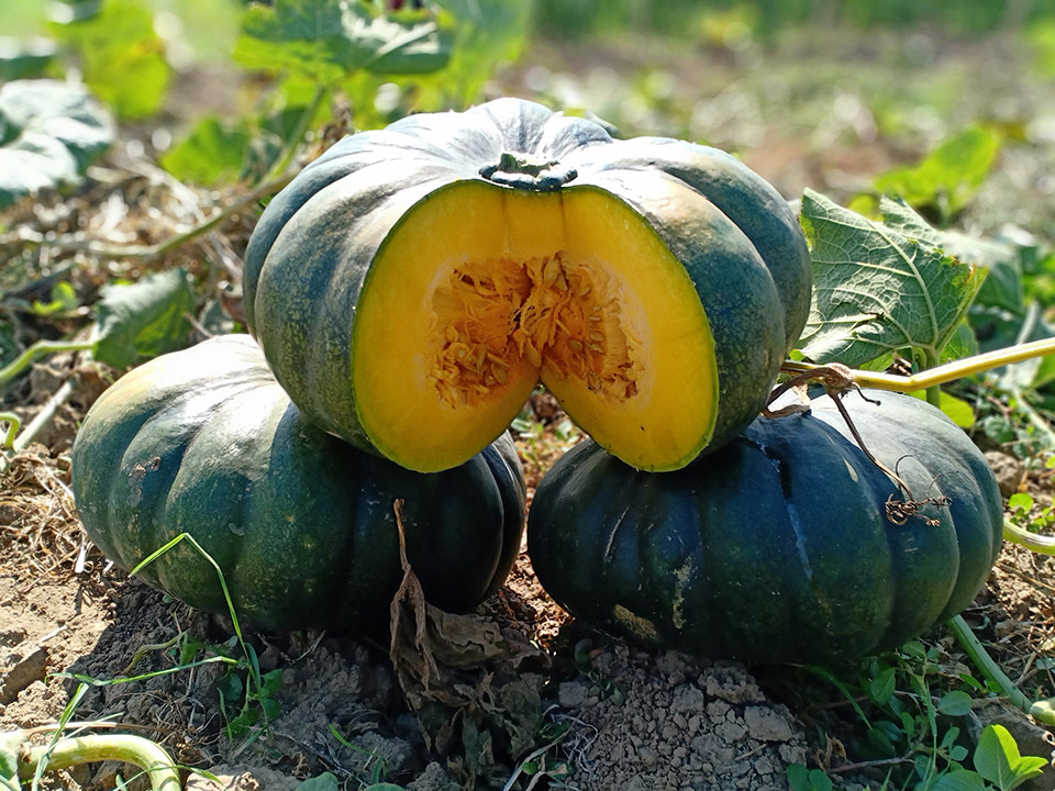 Pumpkin Prima