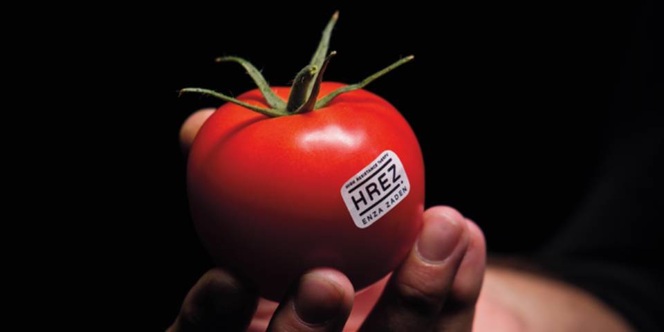 Pomodoro rosso brillante con l'etichetta HREZ, tenuto tra le dita