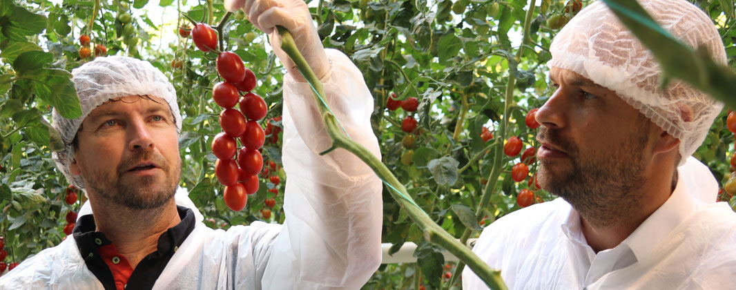 Tomato grower Agrocare on experience on HREZ tomatoes