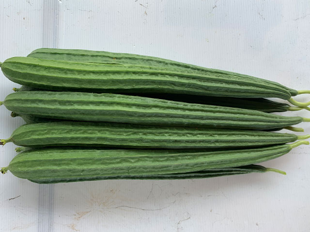 Ridge gourd Icongreen12