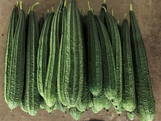 Ridge Gourd RG2266