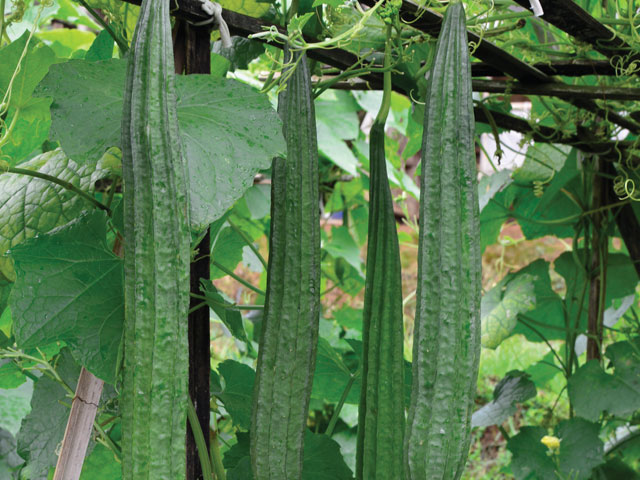 Ridge Gourd RG2266