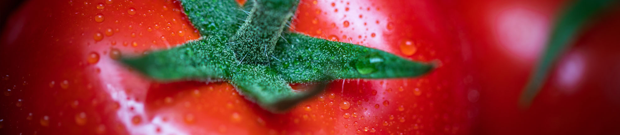 Close up of a tomato, showing the crown with tiny waterdrops on it and on the fruit