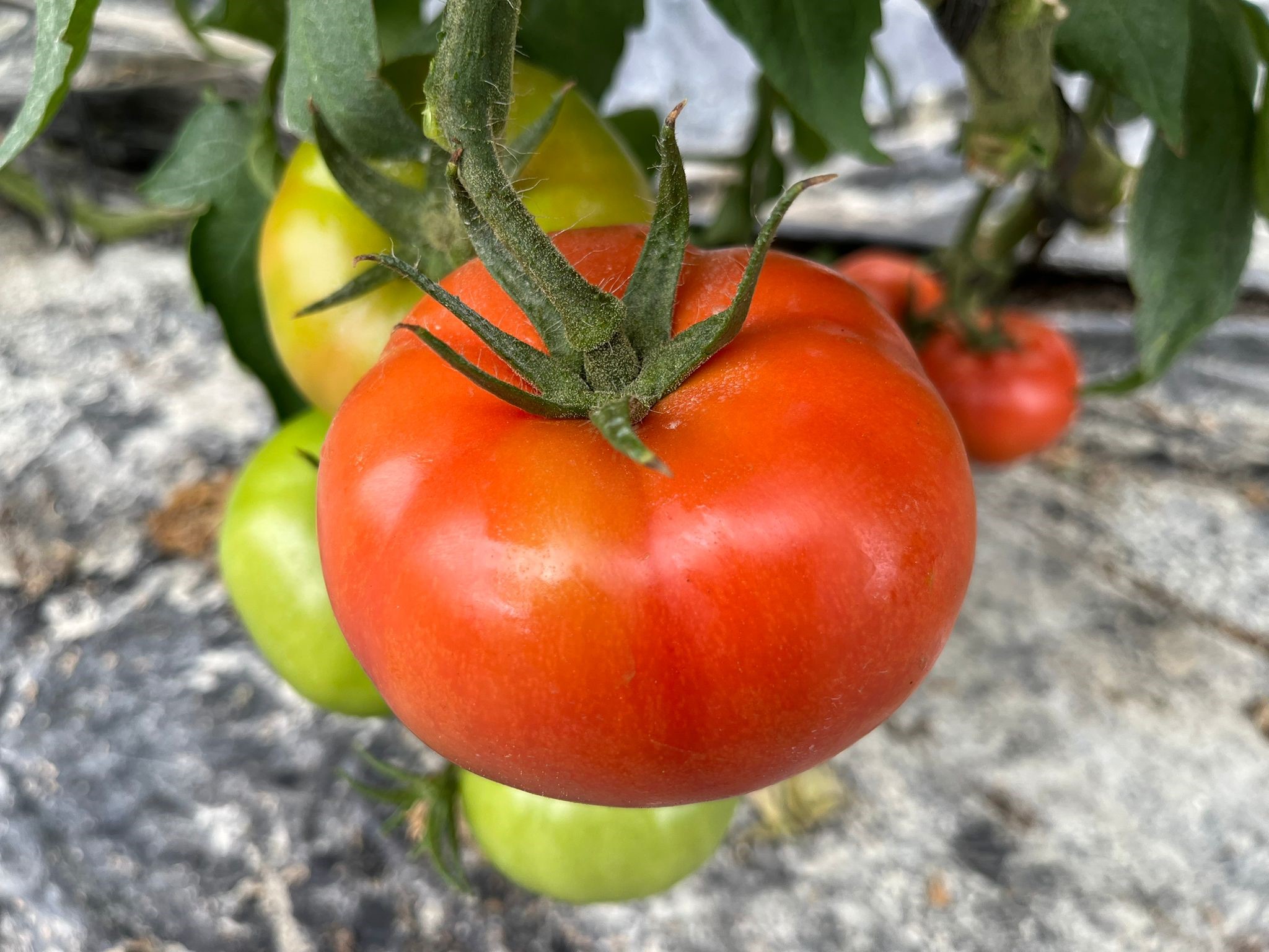 HREZ tomato Mauricio by Enza Zaden
