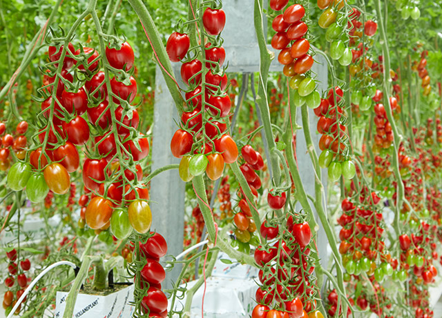 HREZ Mini plum tomato Haiti by Enza Zaden