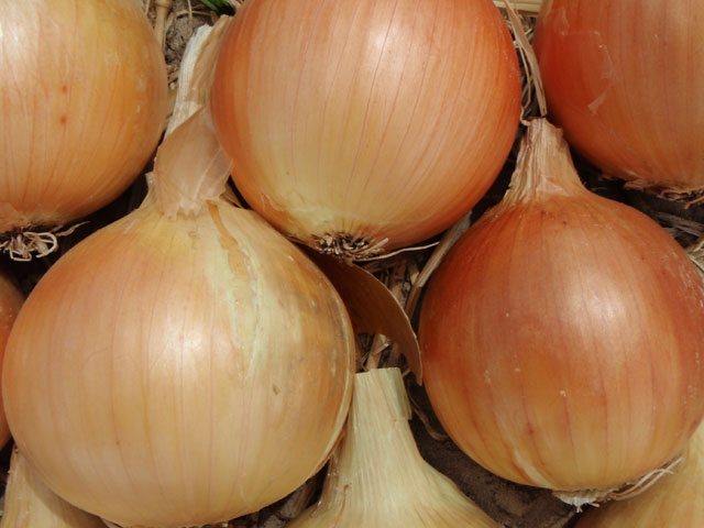 Intermediate onion Goblin
