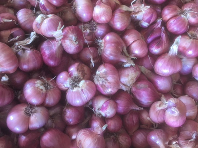 Shallot Onion Vinasha