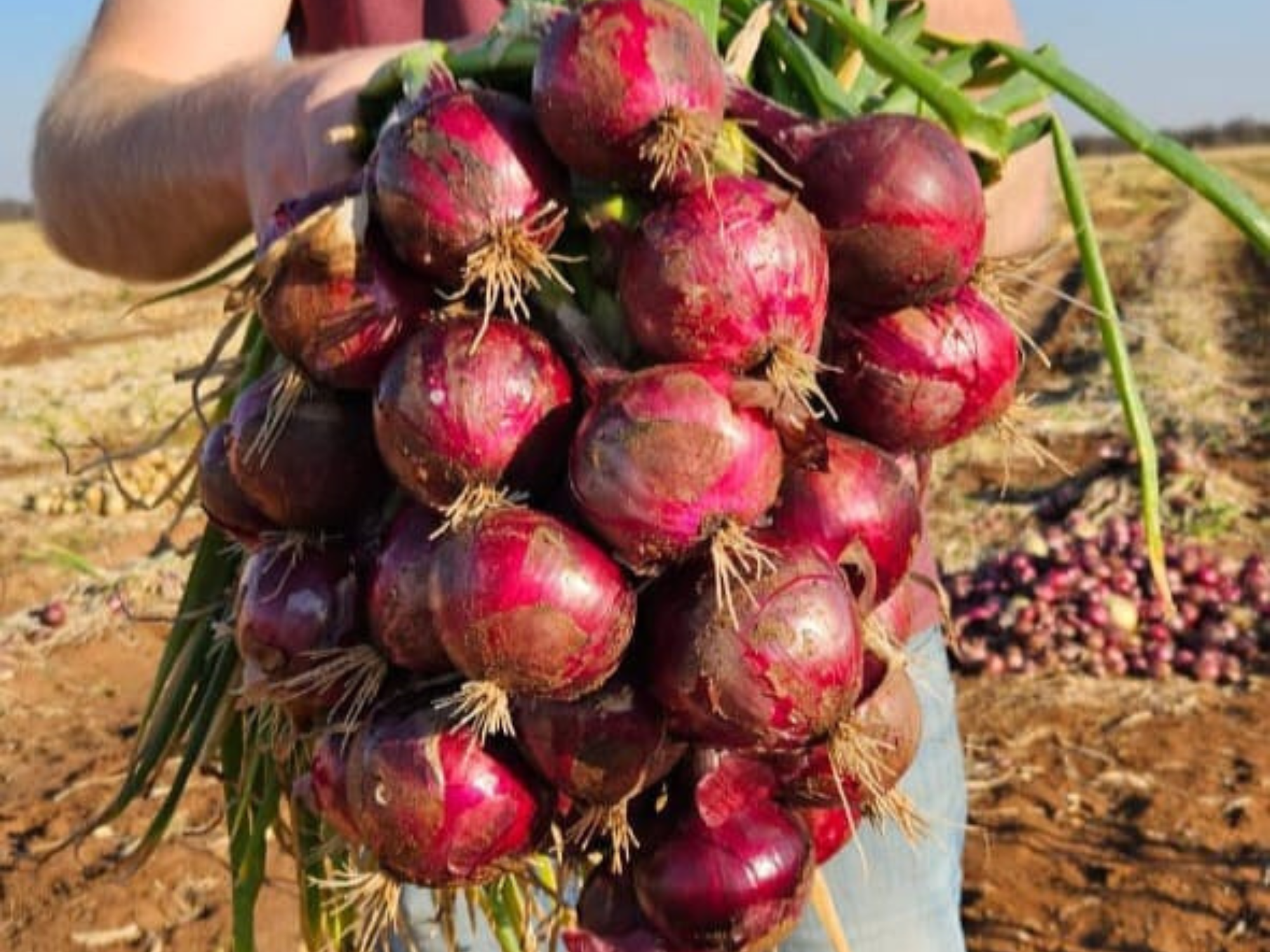 Cebolla Malbec
