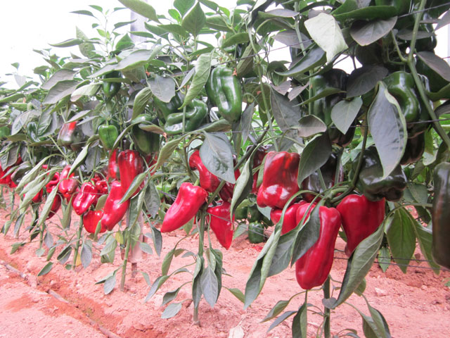 Lamuyo Pepper Mandrake