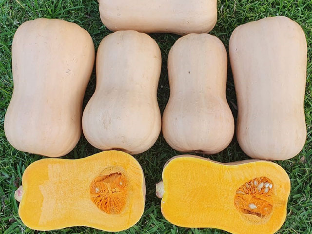 Butternut Annabelle