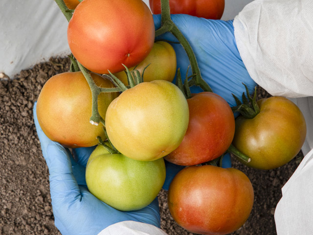 HREZ Beef tomato Arkoi, held in hands with protective handgloves on