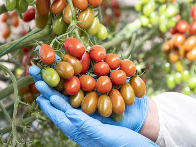HREZ cherry plum tomato Ponza F1 by Enza Zaden