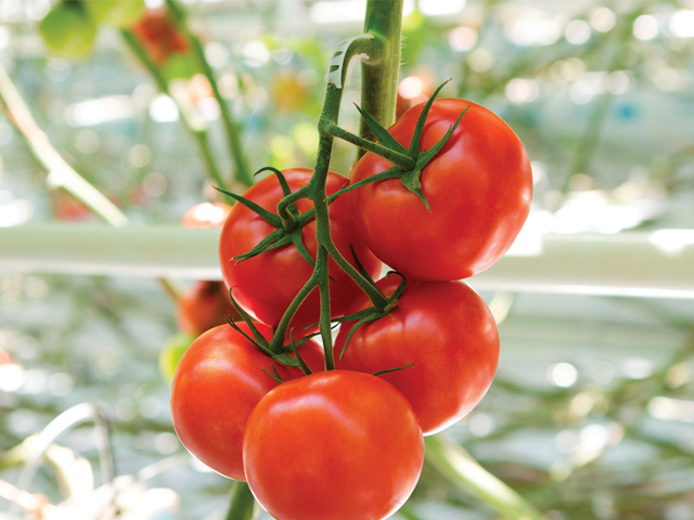 Early maturing beef tomato Lancer (E15B.70422)