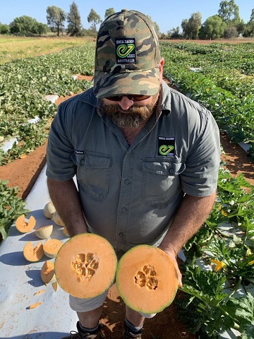 Melon field in Australia, colleague (male) holding a cut fully netted melon in his hands, watching it