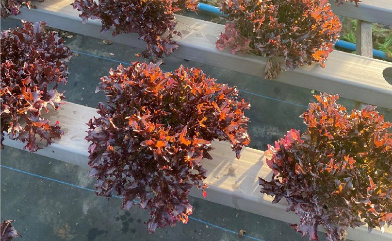 Eazyleaf lettuce EZbourne in the greenhouse