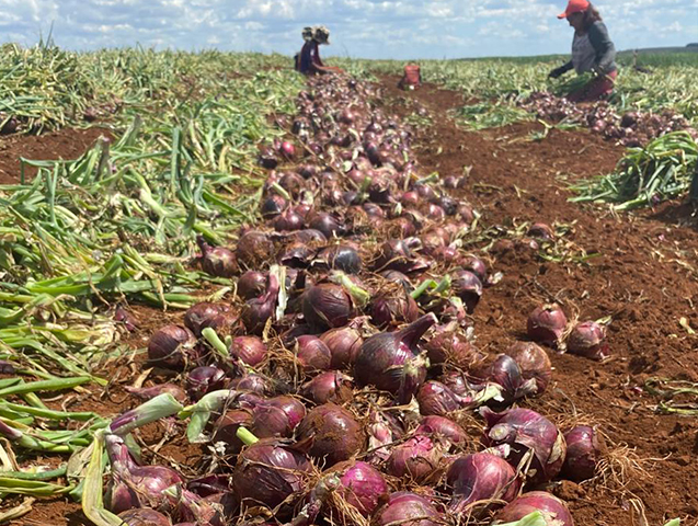 Chuí, Cebola roxa de ciclo intermediário.