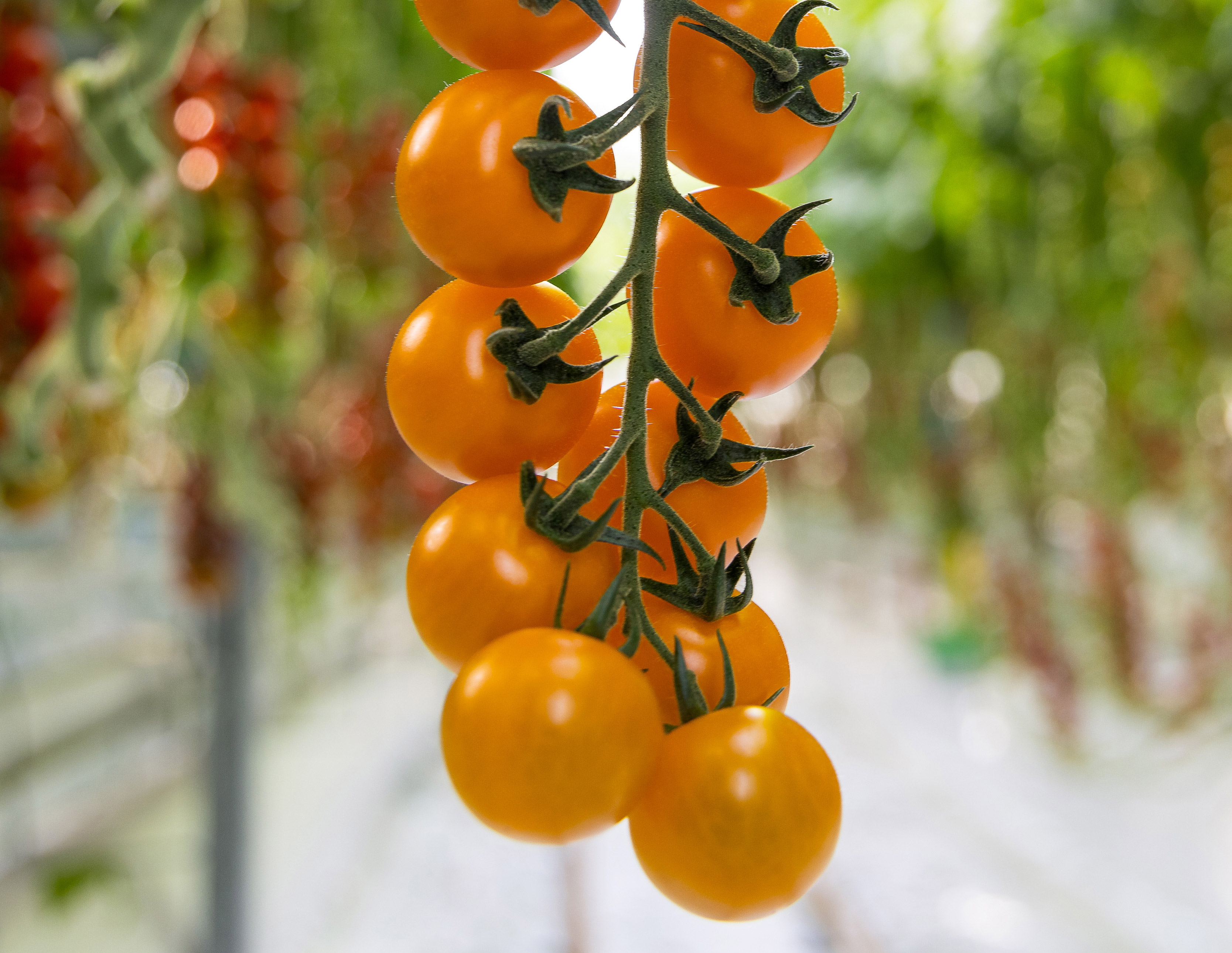 Tomate Cherry Laranja
