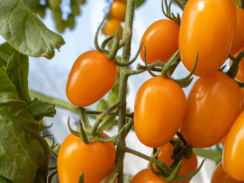 Tomate Grape naranja Laranja