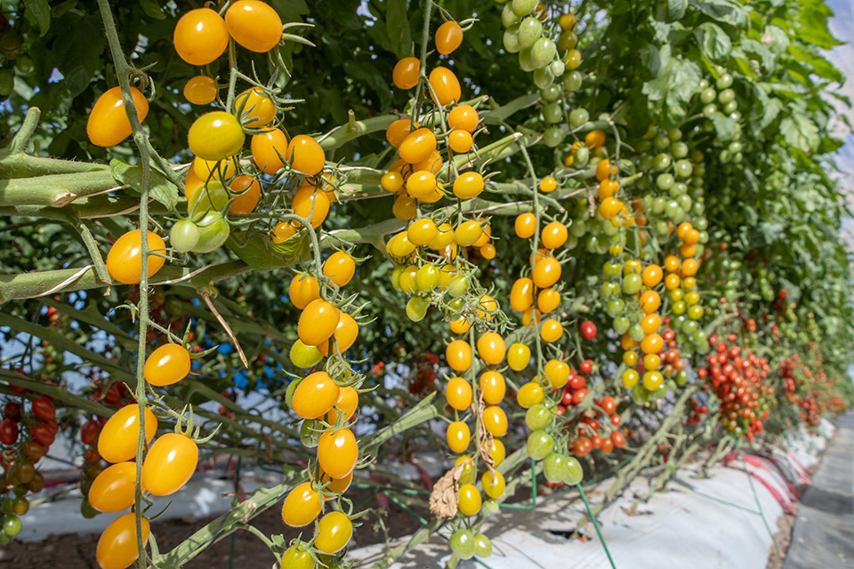 Tomate Grape Amarelo Santy Yellow