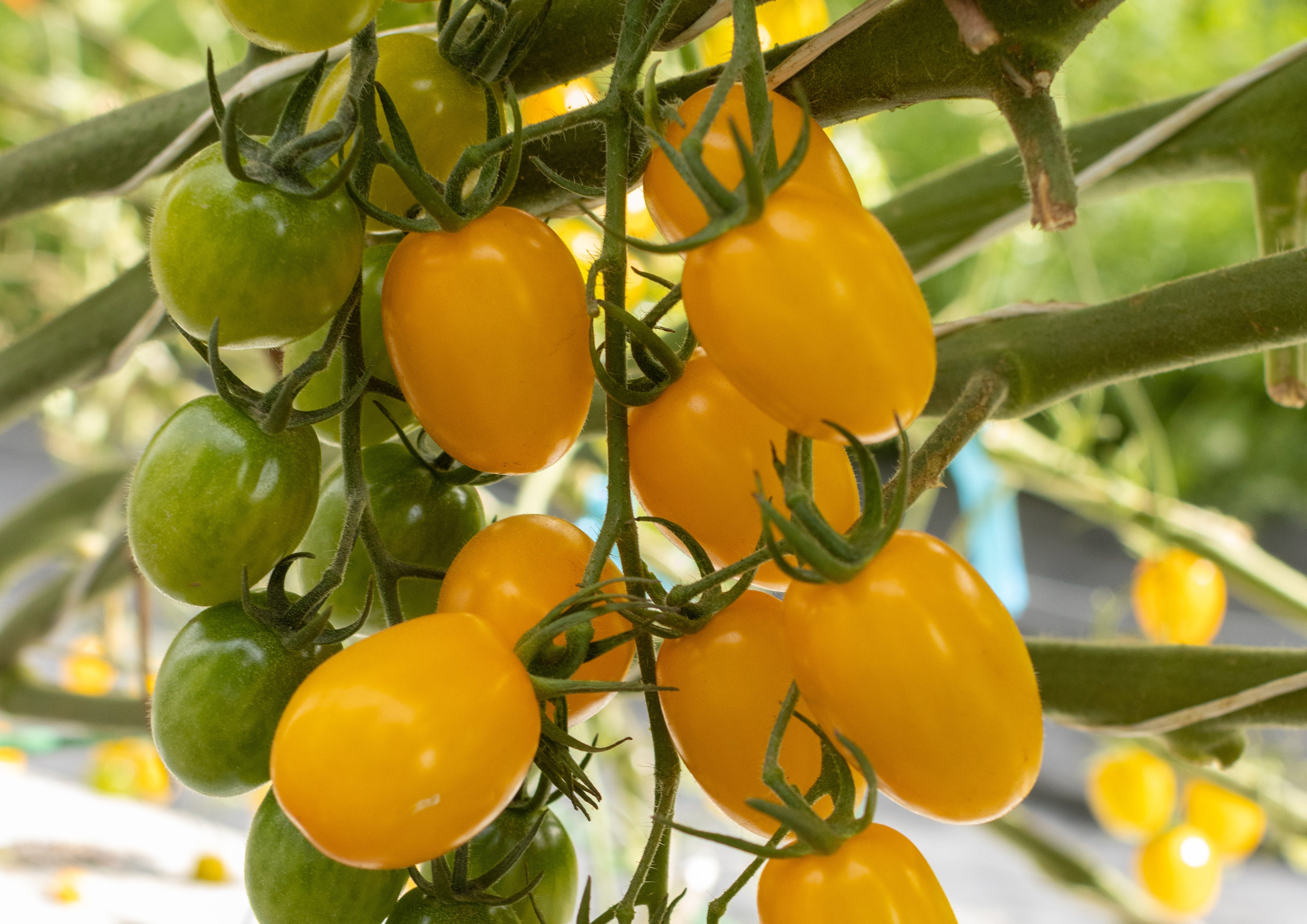Tomate Grape Amarelo Santy Yellow