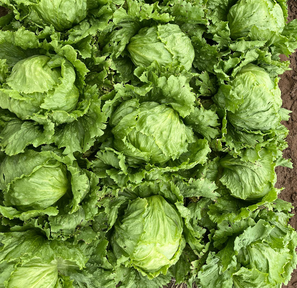 Alface Americana Harumi