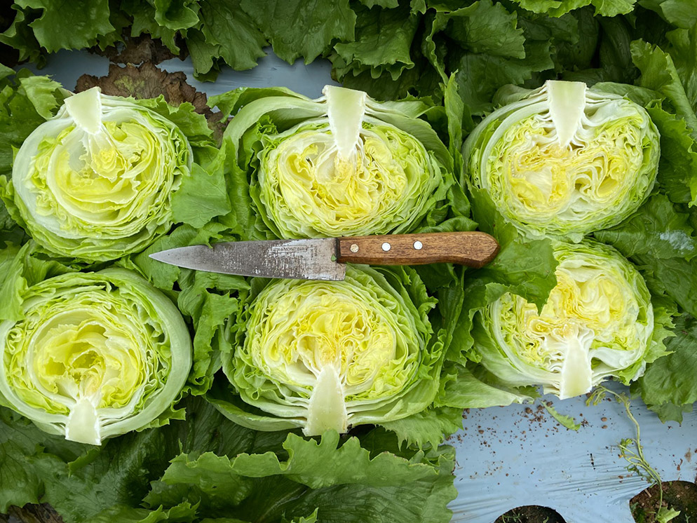 Alface Americana Harumi