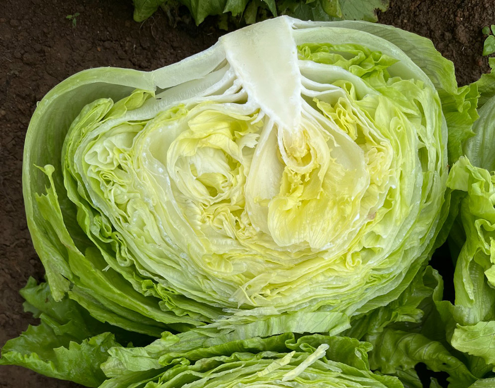 Alface Americana Harumi