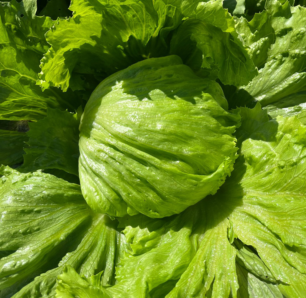 Alface Americana Harumi