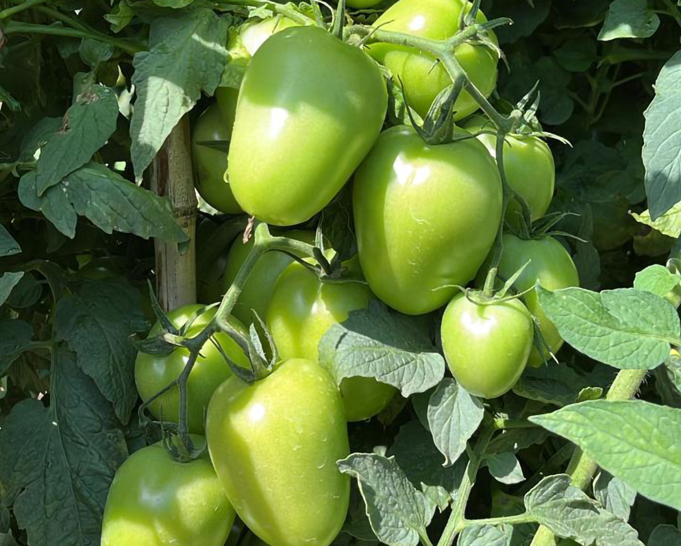 Tomate Saladete Granatti