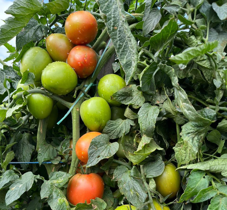 Tomate Saladete Granatti