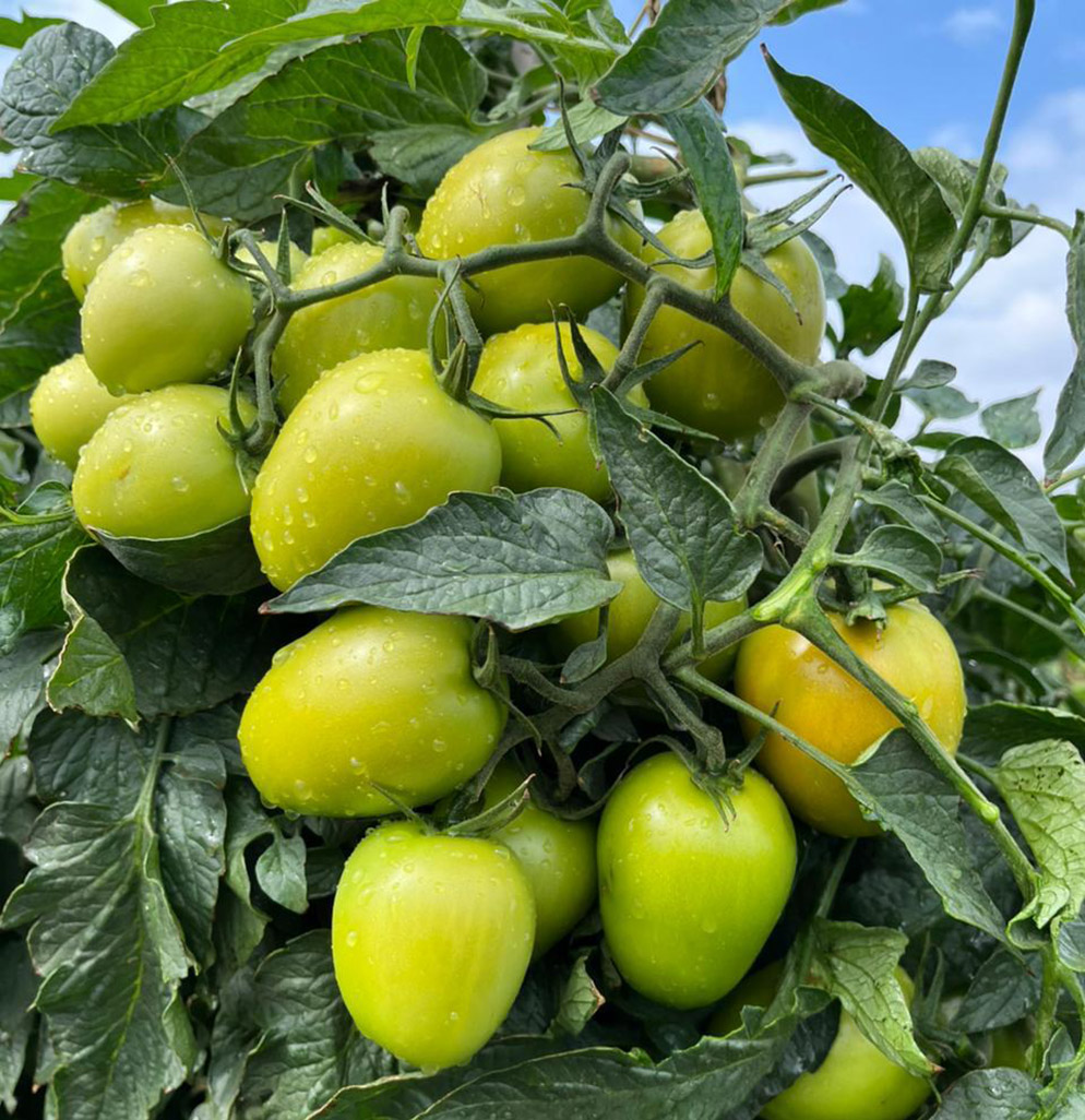 Tomate Saladete Granatti