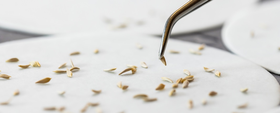 Pinça para selecionar sementes germinadas de vegetais