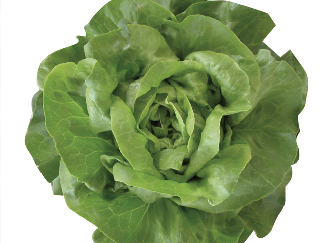 Lettuce Butterhead Lobela