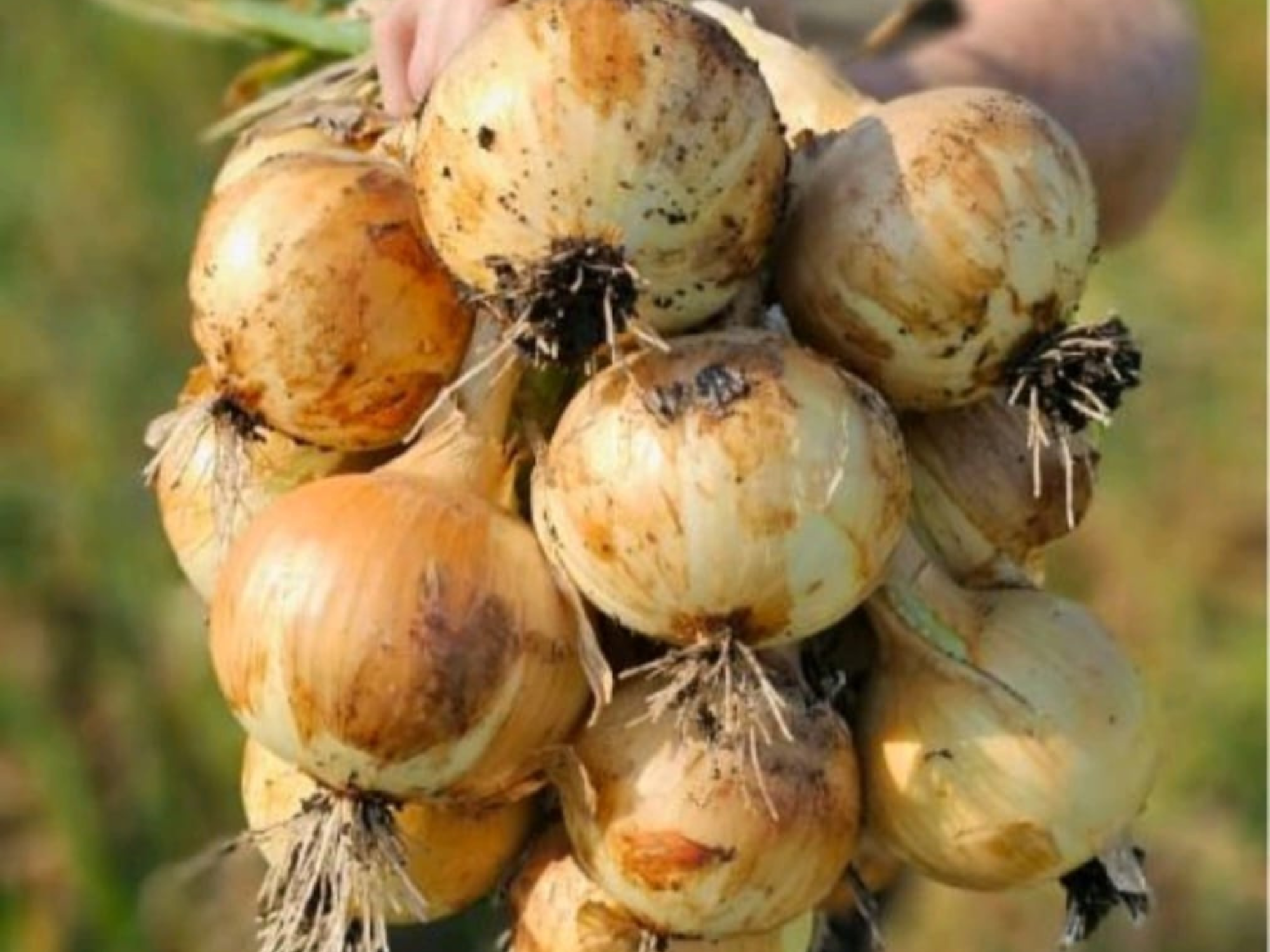 Cebola Rebecca