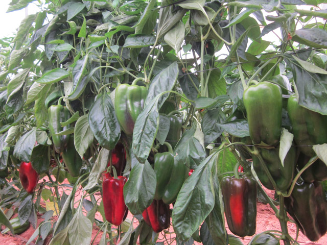pimiento lamuyo larry