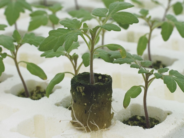 Rootstock tomato plant detail