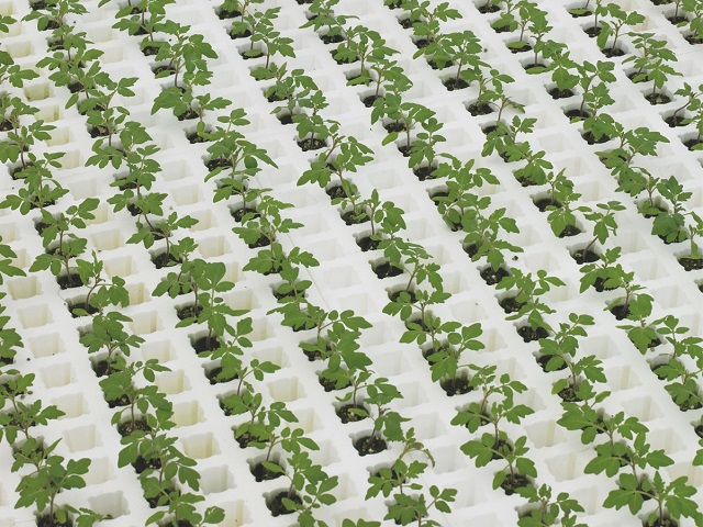 Rows of tomato rootstock plants