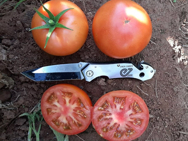 Indeterminado Salada Tomate Lobato