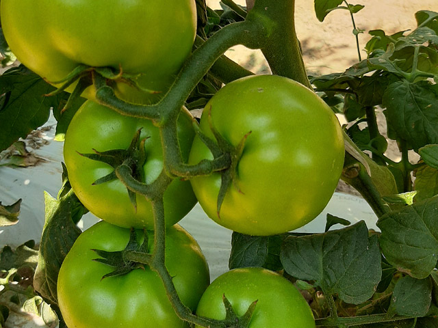 Indeterminado Salada Tomate Lobato