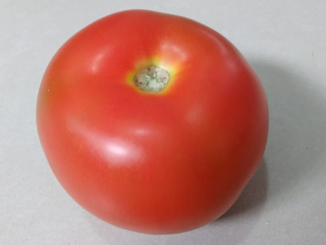 Indeterminado Salada Tomate Lobato